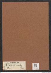 Striatella intermedia Grun. (de-Toni-Nr.: Genus 97, Species 3081) Zeichnungen Sammlung Grunow Mappe 03309 (Herbarium_W_Grunow_drawings_Folder_03309)